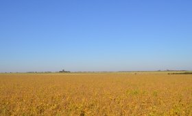 550 ha. Agrícolas